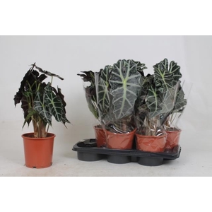 Alocasia Polly 17Ø 45cm 2pp