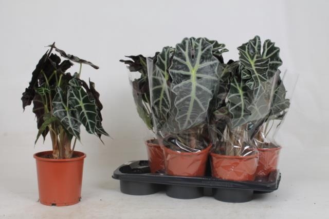 Alocasia Polly 17Ø 45cm 2pp