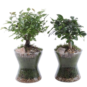 Bonsai Indoor Mix Ø09cm Ball Shape in Glass Hourglass Ø13cm