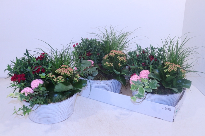 <h4>ARR TUINPLANTEN</h4>