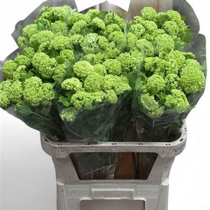 Viburnum Roseum St 80cm 4+