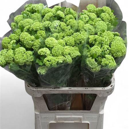 <h4>Viburnum Roseum St 80cm 4+</h4>