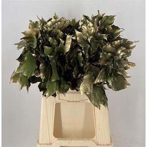 Dr Stab Col Hedera Old Green Verde