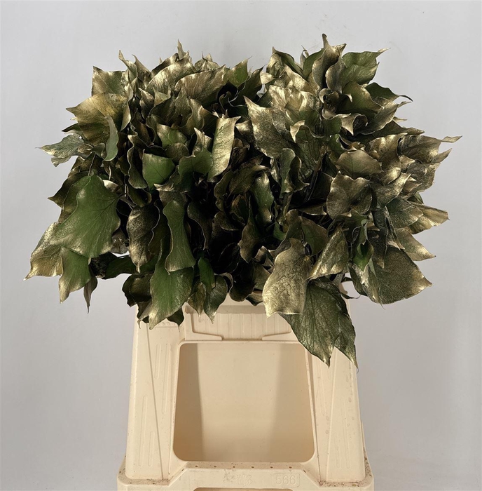 <h4>Dr Stab Col Hedera Old Green Verde</h4>