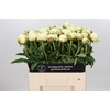 Paeonia Ivory Victory