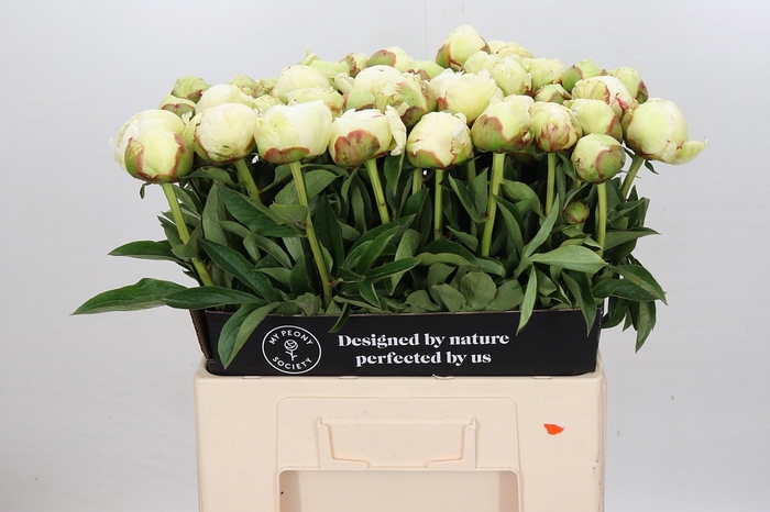 Paeonia Ivory Victory