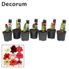 Amaryllis Exclusieve Mix 2 Knop (Decorum)