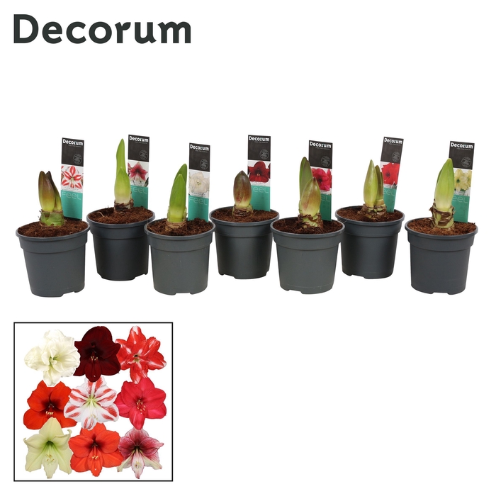 Amaryllis Exclusieve Mix 2 Knop (Decorum)