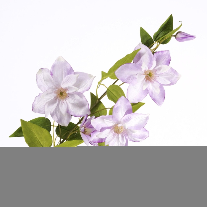 Clematis Spray Purple FL440354PRP