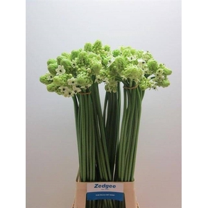 ORNIT ARABICUM