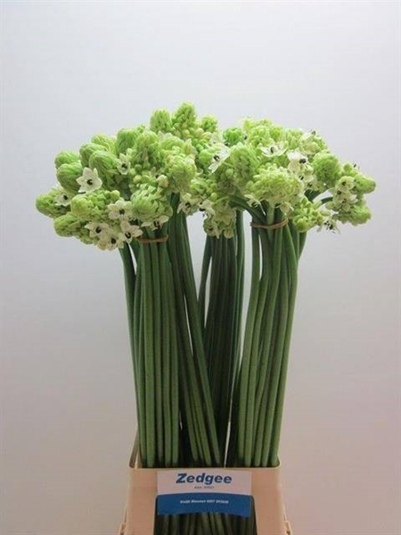 ORNIT ARABICUM