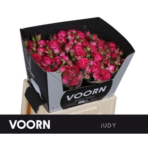 Rosa tros Judy