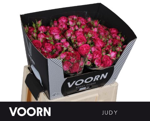 <h4>Rosa tros Judy</h4>