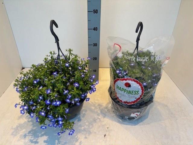 <h4>PERKPL MIXK</h4>