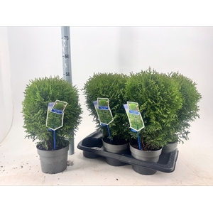 THUJA O TINY TIM