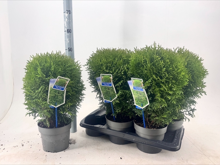 <h4>THUJA O TINY TIM</h4>