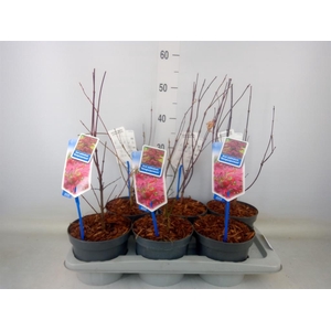 Acer palmatum 'Atropurpureum'