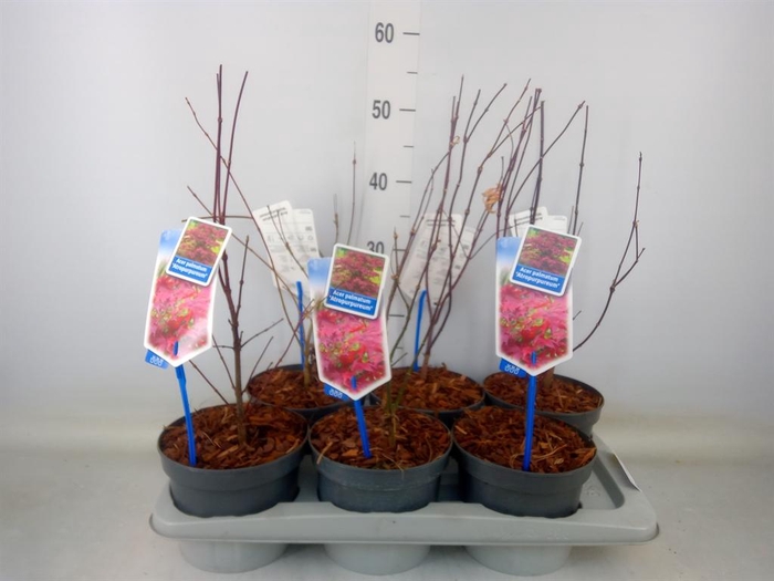 <h4>Acer palmatum 'Atropurpureum'</h4>