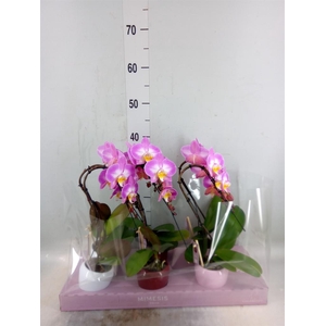 Phalaenopsis   ...