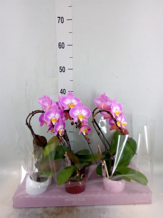 <h4>Phalaenopsis   ...</h4>