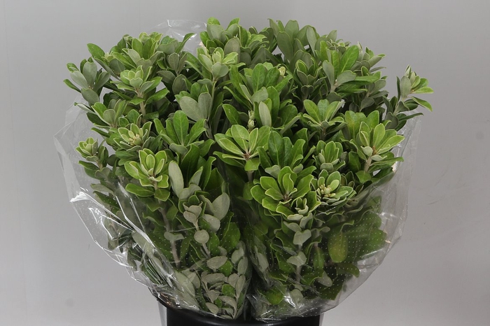 <h4>Pittosporum Ralphi</h4>