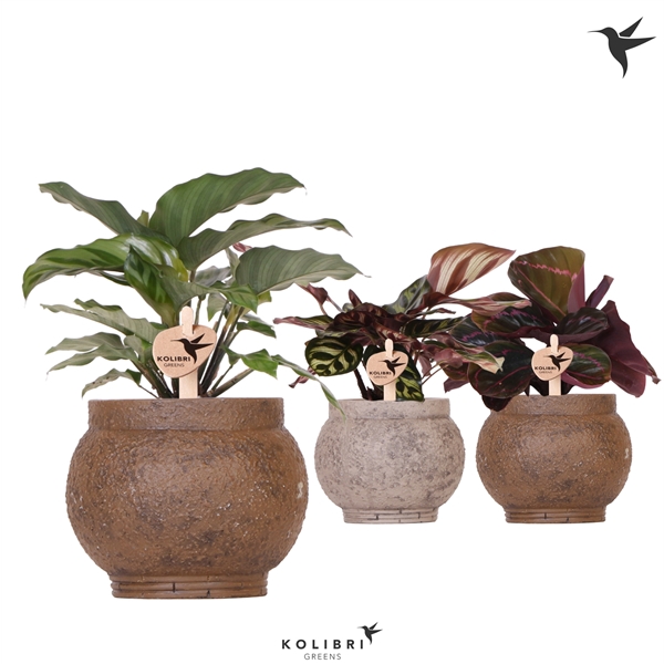 <h4>Kolibri Greens Calathea mix in Ancient pot brown mix</h4>