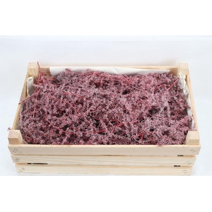 Wax Asparagus Red P Box