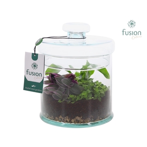 Glaspot met deksel en Groenen planten