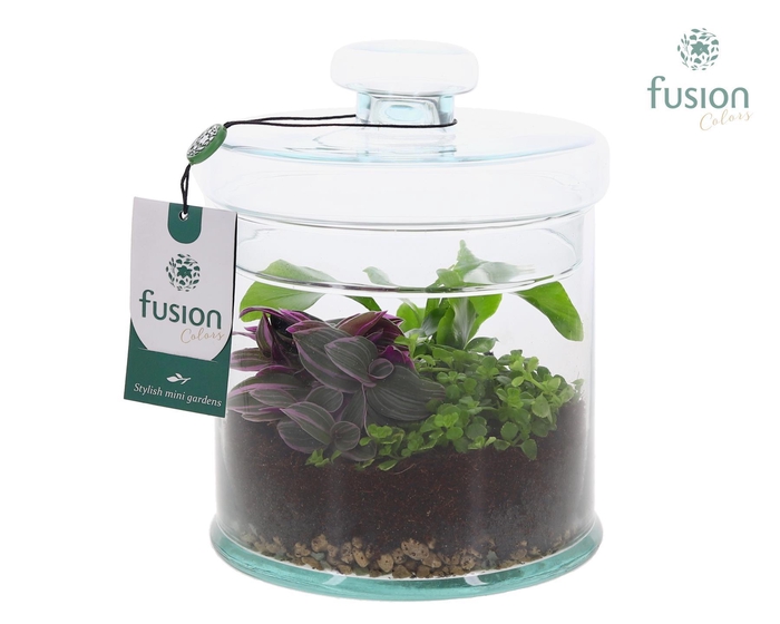 <h4>Glaspot met deksel en Groenen planten</h4>