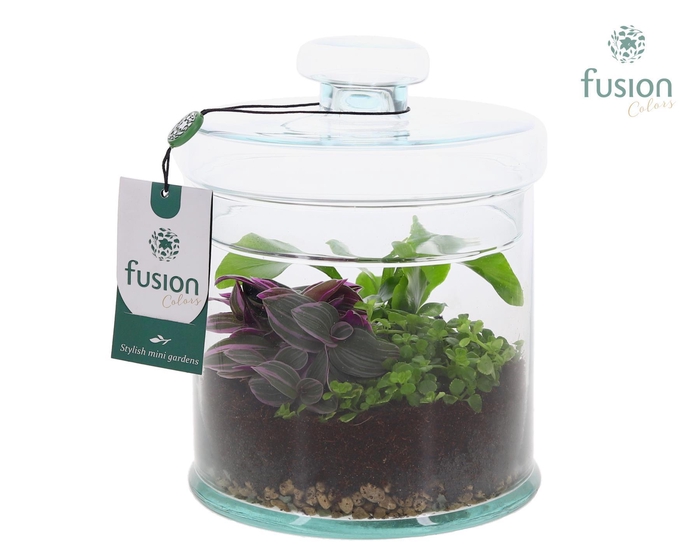 <h4>Glaspot met deksel en Groenen planten</h4>