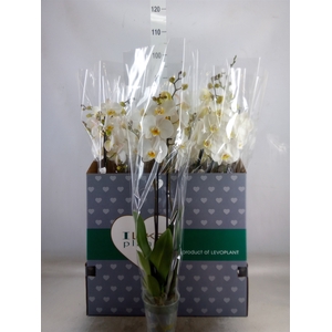 Phalaenopsis   ...white