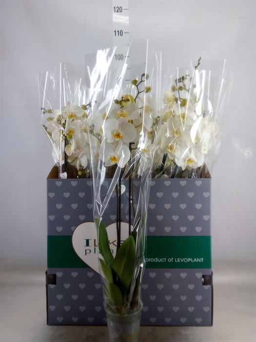 <h4>Phalaenopsis   ...white</h4>