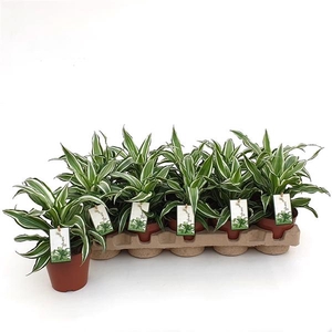 Dracaena fragrans Compacta Grp Kanzi
