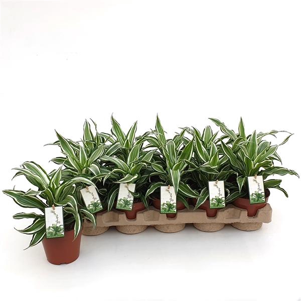 <h4>Dracaena fragrans Compacta Grp Kanzi</h4>