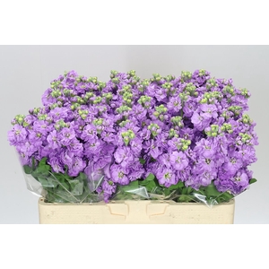 Matthiola Lavender