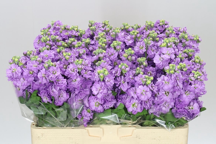 <h4>Matthiola Lavender</h4>