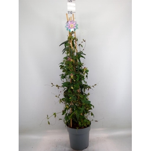 Passiflora  'Amethyst Beauty'