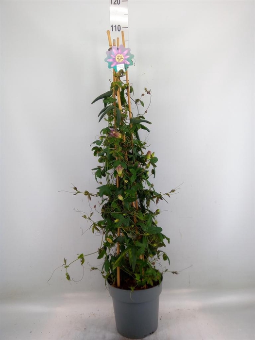 <h4>Passiflora  'Amethyst Beauty'</h4>