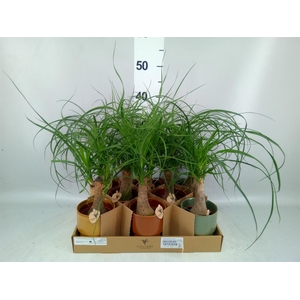 Beaucarnea recurvata