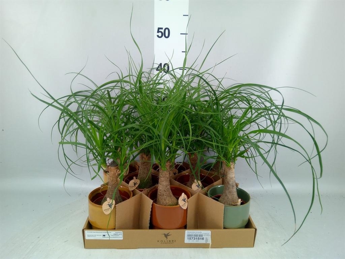 <h4>Beaucarnea recurvata</h4>