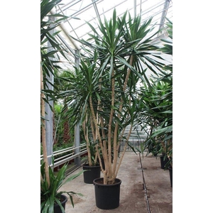 Dracaena