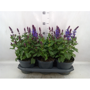 Salvia sylvestris 'Blue Marvel'