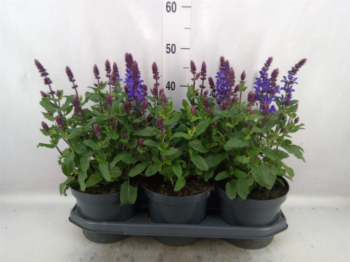 <h4>Salvia sylvestris 'Blue Marvel'</h4>