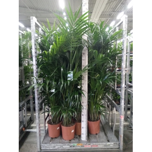 Howea forsteriana
