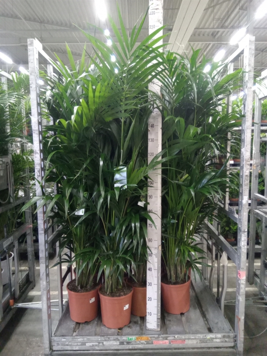 <h4>Howea forsteriana</h4>