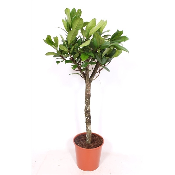 <h4>Ficus Cyathistipula</h4>