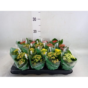 Kalanchoe blos. 'Rosalina'  ..mix 6