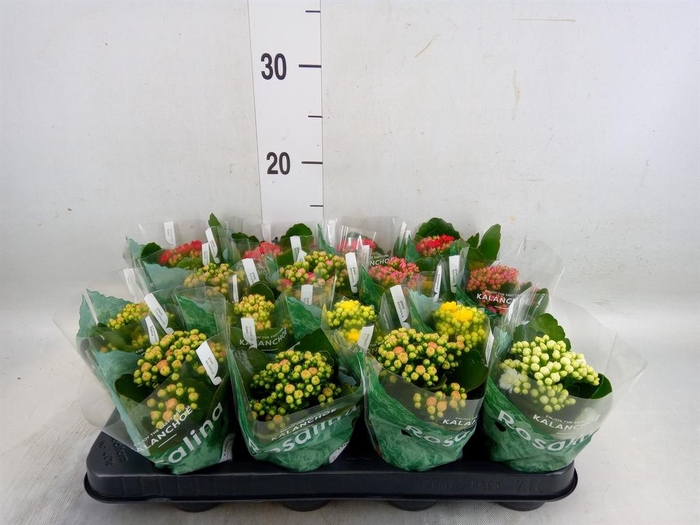 <h4>Kalanchoe blos. 'Rosalina'  ..mix 6</h4>
