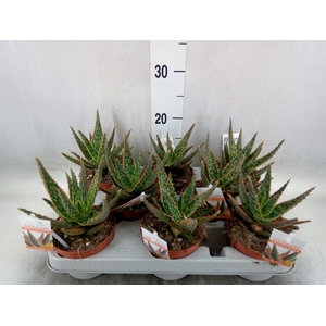 Aloe   ...