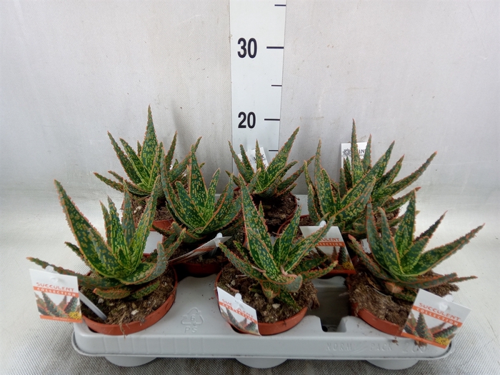 <h4>Aloe   ...</h4>